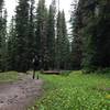 Back in the dense pine forest with a few ephemeral stream crossings.