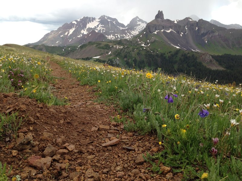 Wildflowers along Black Face ridge with Lizard Head looming in the background.