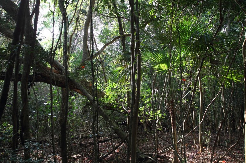 Dense canopy foliage on the Reef Bay Trail, Virgin Islands National Park, St. John, US Virgin Islands (USVI). with permission from virt_