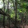 Dense canopy foliage on the Reef Bay Trail, Virgin Islands National Park, St. John, US Virgin Islands (USVI). with permission from virt_