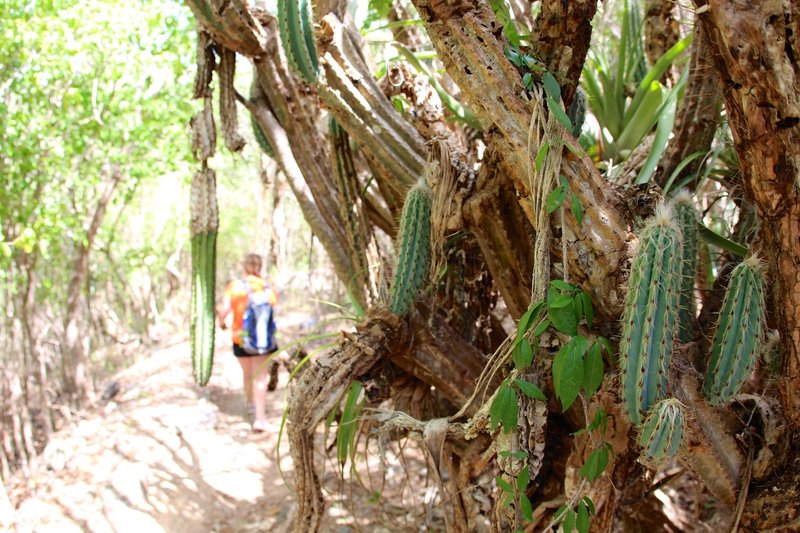 Keep any eye out for any prickly flora.