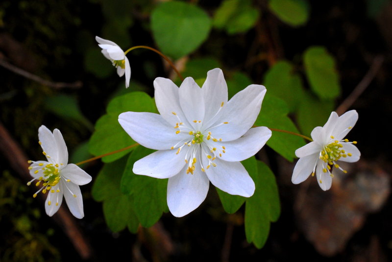 Lovely flowers.