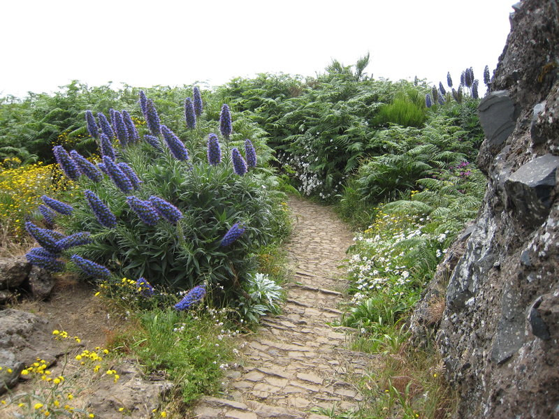 Flowers along the trail.