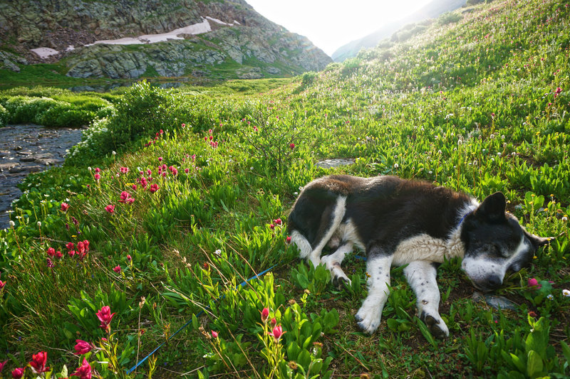 Dog tired at the end of a long day! He ate two suppers.