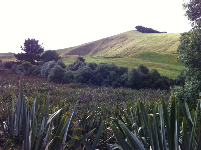 Regen flax-fields near the Whangamata Rd end.