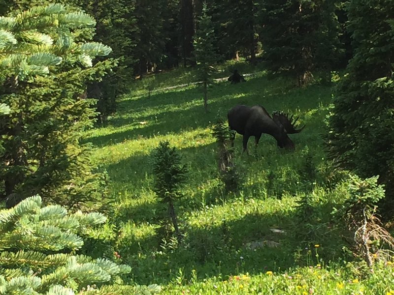 Two moose hanging out near the trail.