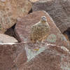 Ptarmigans.