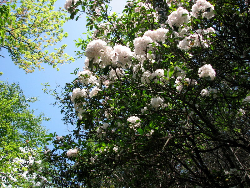 Mountain laurel along the Laurel Falls Trail.