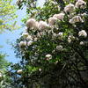 Mountain laurel along the Laurel Falls Trail.