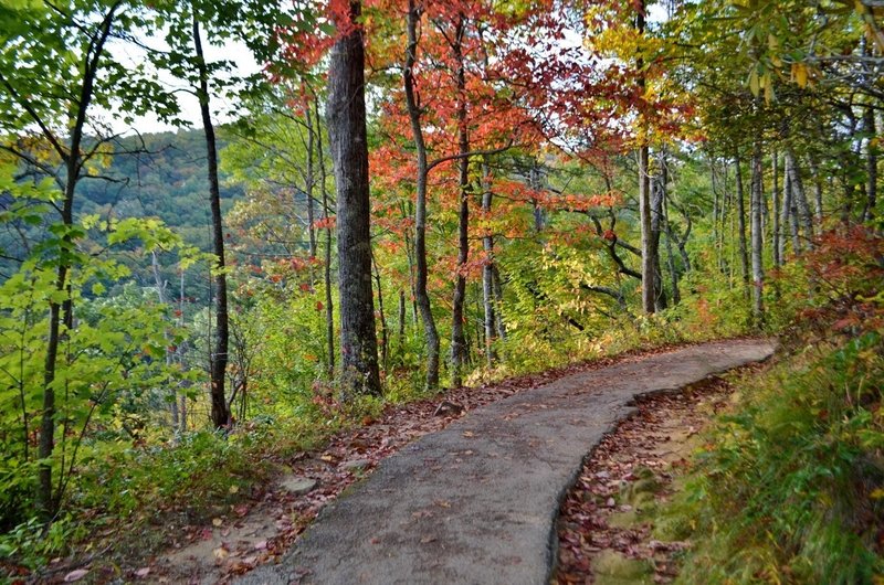 Foliage along Laurel Falls Trail. with permission from Justin P