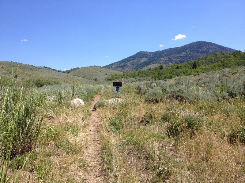 View as you split off from the Worm Fence Trail.