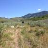 View as you split off from the Worm Fence Trail.