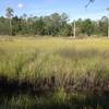 A view of the marsh with a small 'moat' in the foreground and various flora in the background.