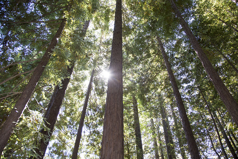 Towering Redwoods thrive in Huddart Park.