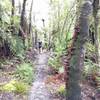 Mushrooms and free-flowing trail.