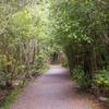 Groomed trail heading into the Atiwhakatu valley.