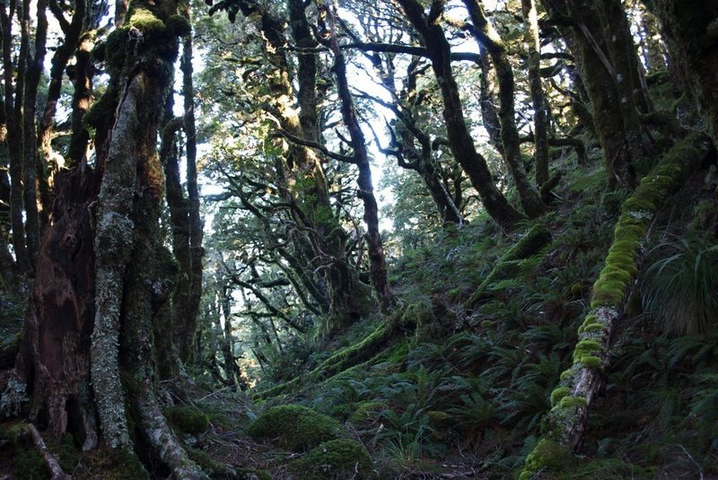 Beech Forest near the upper reaches before giving way to alpine scrub.