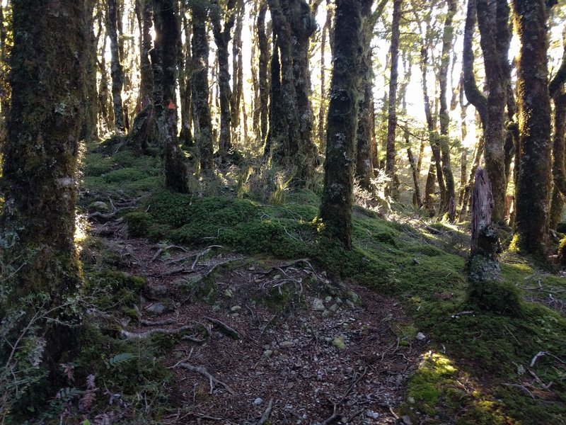 Beech trees and singletrack on the hard climb up to Jumbo Hut.