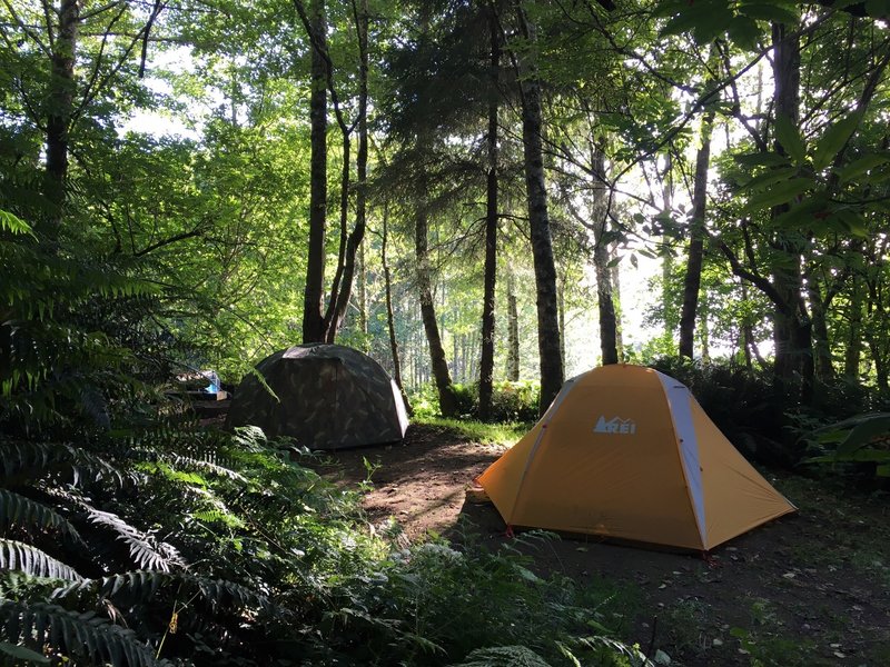 Coastal Redwoods camping.