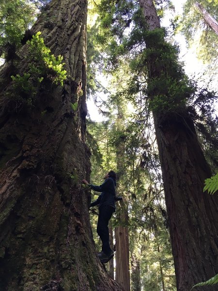 Redwoods on a 72 hr round trip from Wyoming to make it back to work on time. Worth it!