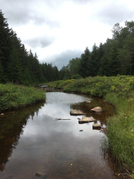 Along Blackbird Knob Trail.