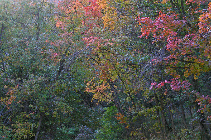 Autumn in Smithfield Canyon. Bear River Range. with permission from Ralph Maughan