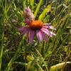 Wildflowers along the path.