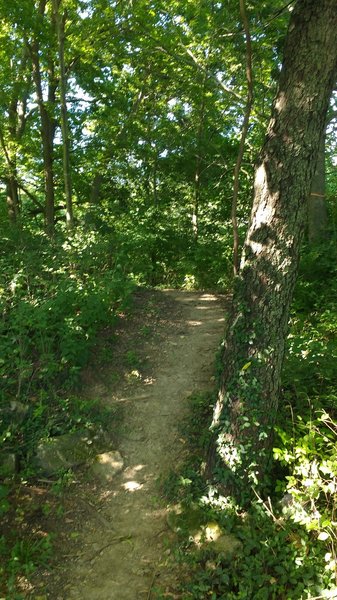 Narrow dirt pathway.