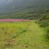 Passing through the Fireweed along the ocean on the Shoup Bay Trail.