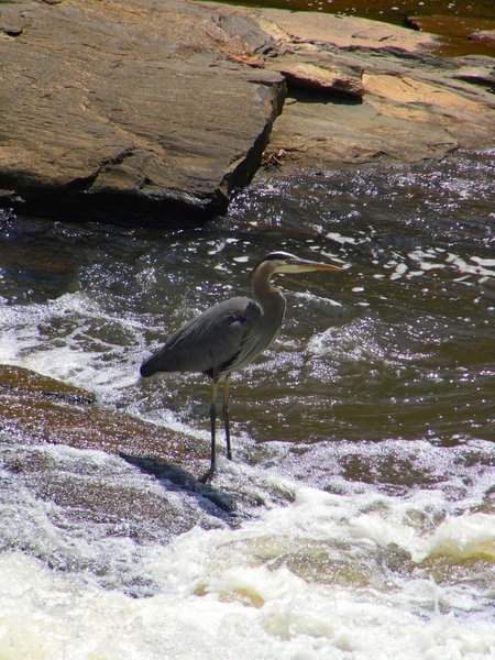 Blue Heron.