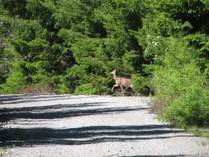 Wildlife near the trailhead