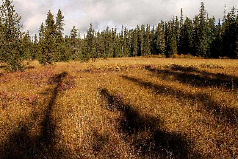 Jackpot Meadows - Photo by Matt Reeder