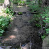 Still Creek along the Barlow Trail.  Photo by Lyn Topinka