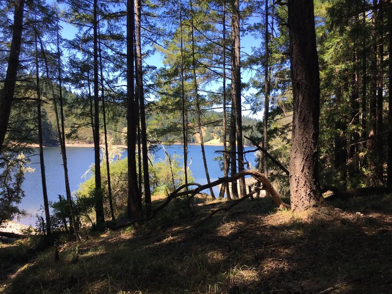 Lake Alpine seen through the trees.