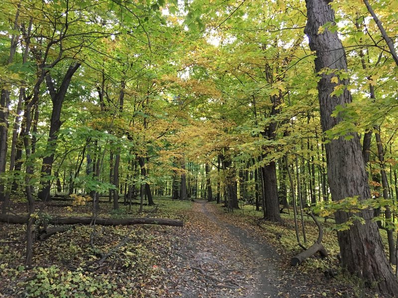 Blue Trail in the fall.