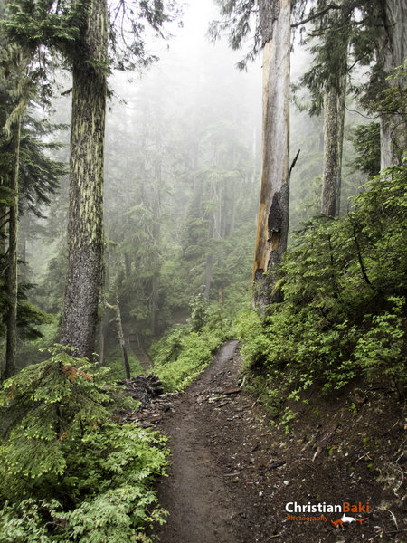 We had hoped for clear skies and majestic views of Mt. Baker, but I have to say this fog and rain was pretty cool too.