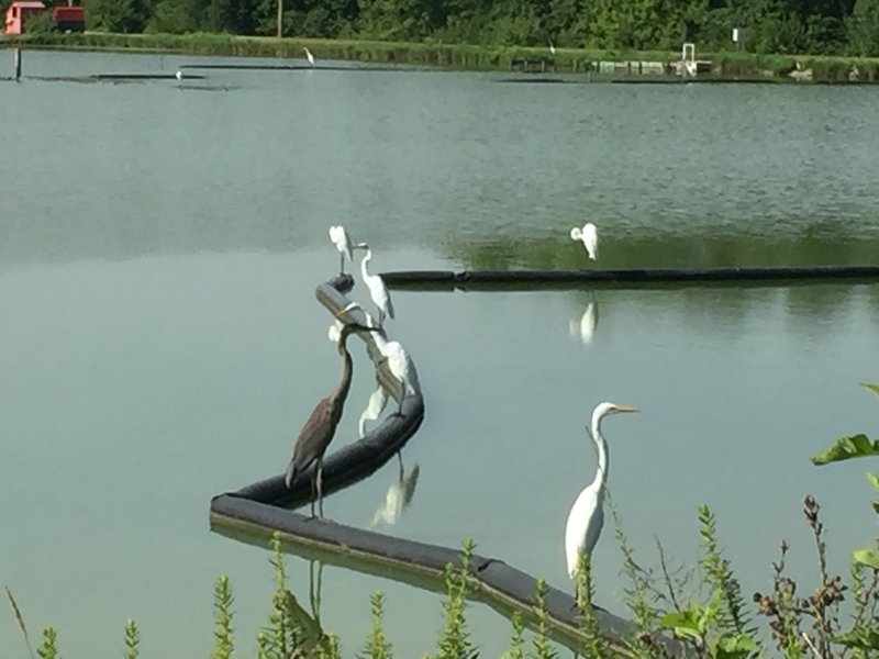 Beautiful water fowl by the lake near the trail.