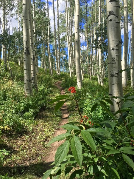 One of many aspen groves on the trail.