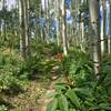 One of many aspen groves on the trail.