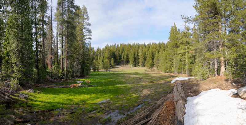 A peaceful meadow on trail to Rowton Peak. with permission from George Lamson