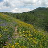 Big Cottonwood in bloom. with permission from matthew.j.kidd