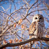 Barred Owl.