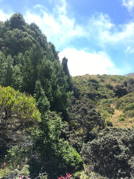 The beautiful view on the Hosmer Grove Loop.