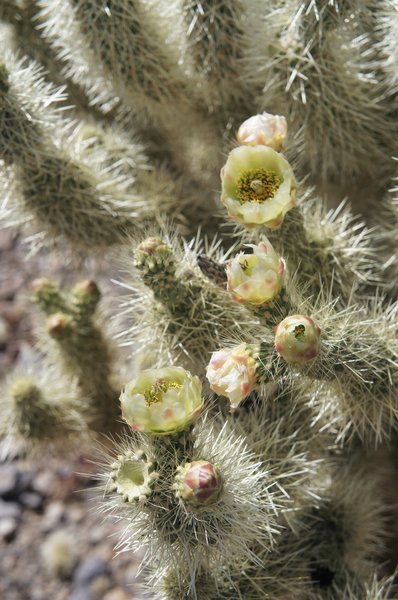 Teddy Bear Cholla bloom.