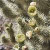 Teddy Bear Cholla bloom.