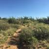 Vegetation varies from mesquite, ocotillo and creosote, to pricklypear and cholla cactus, to various grasses and flowers.