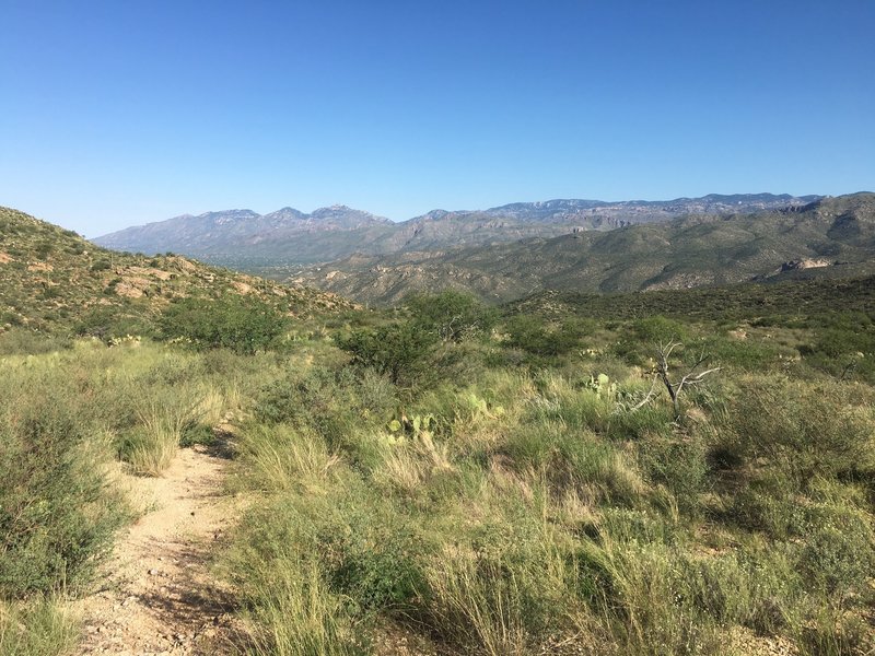 The trail will start to descend presenting great views of the Tanque Verde Valley and Catalina Mountains.