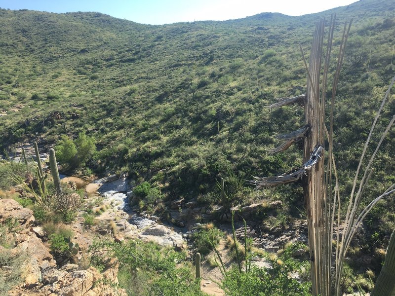 Looking down the canyon from Ernie's Falls view point. Bobcat and deer have been spotted all along here.