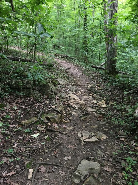 Typical trail conditions. Plenty of rocks and roots!