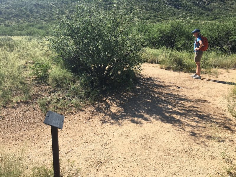 2.5 miles on Douglas Springs Trail to trail signage & intersection. Trail heads south towards mountains.